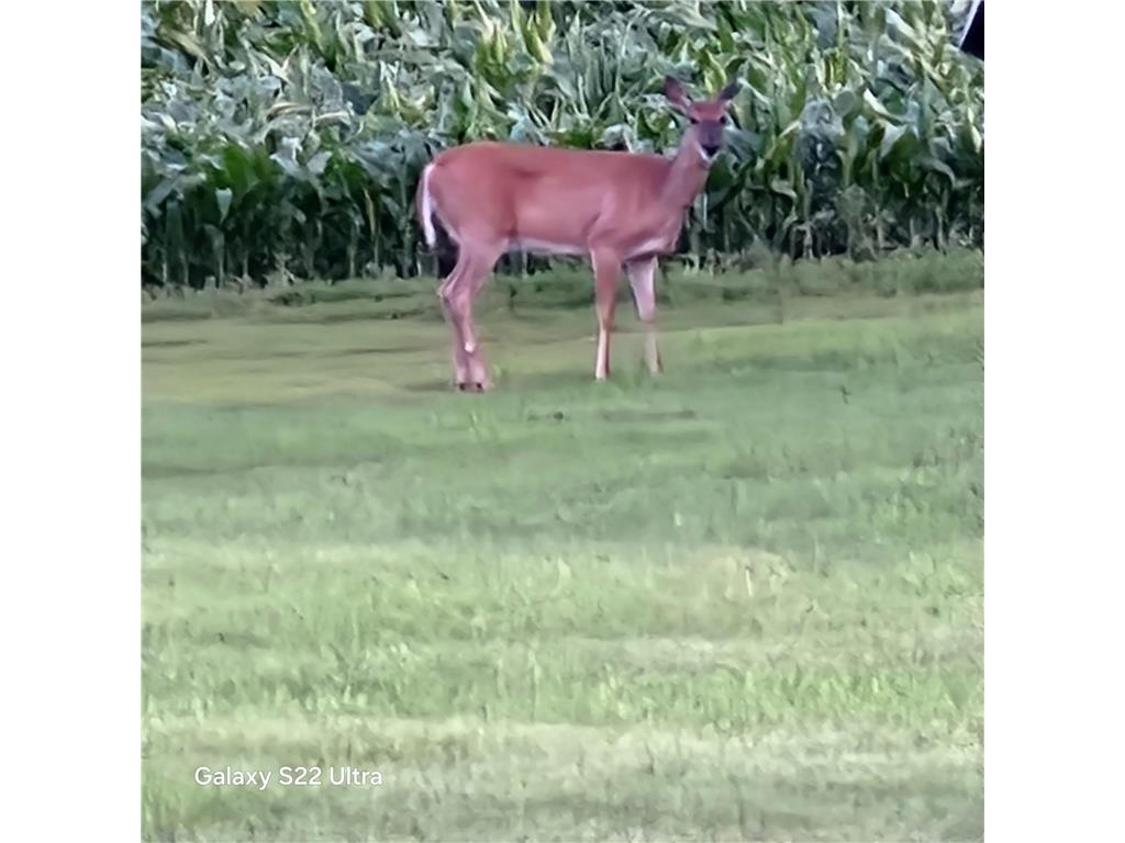 755 240th Avenue SW Appleton MN 56208 6813127 image58