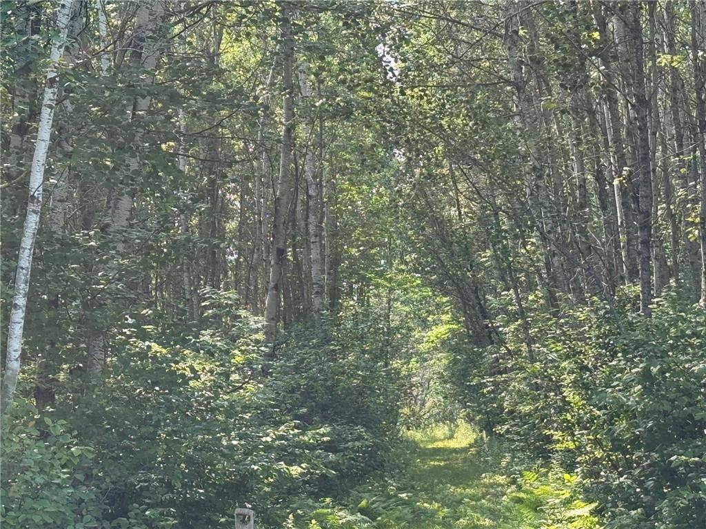 80+ acres Willow Creek Road NE Kelliher MN 56650 6766947 image11