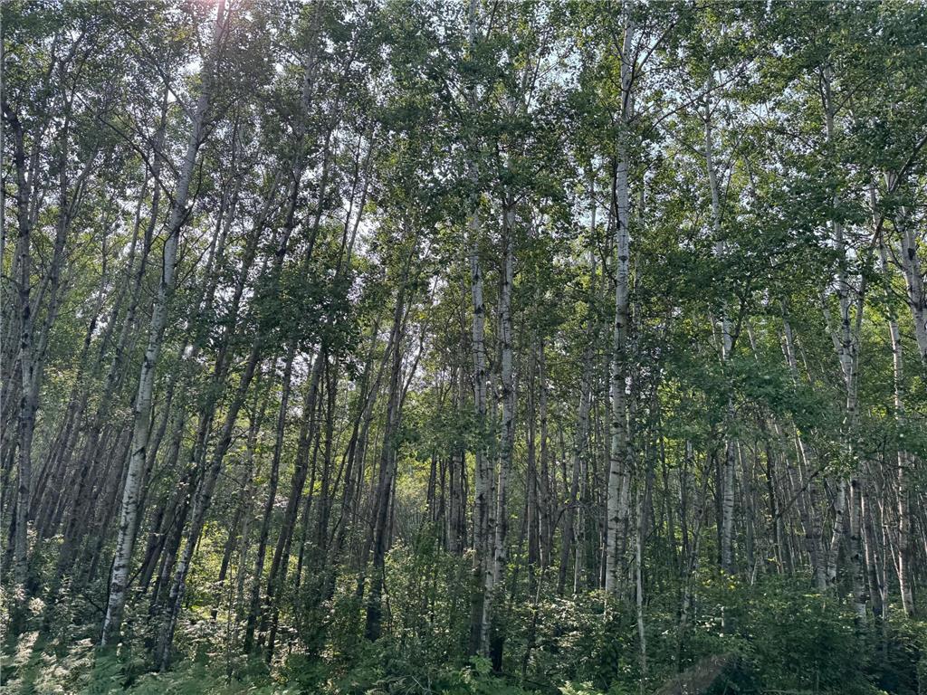 80+ acres Willow Creek Road NE Kelliher MN 56650 6766947 image9