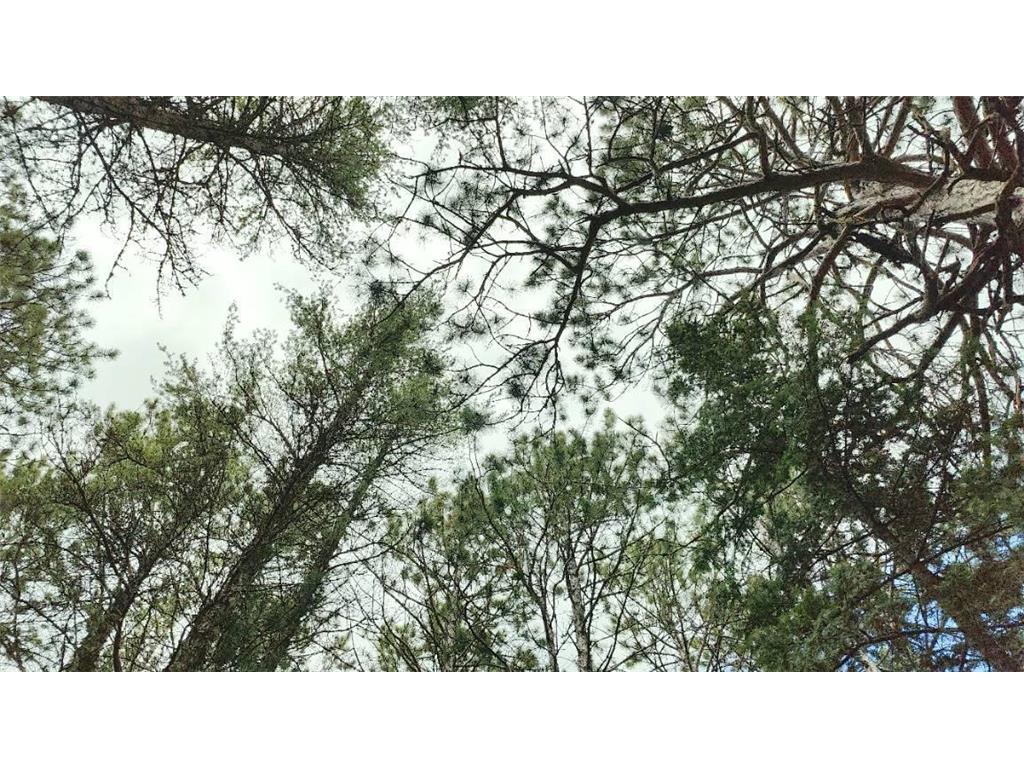 80064 Osprey Pass Greenwood Twp MN 55790 - Vermilion 7048523 image12