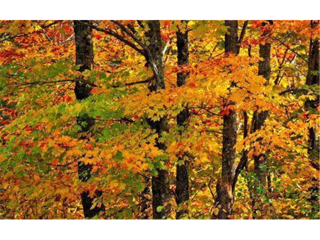 8065 Davis Street Greenfield MN 55357 6501297 image1