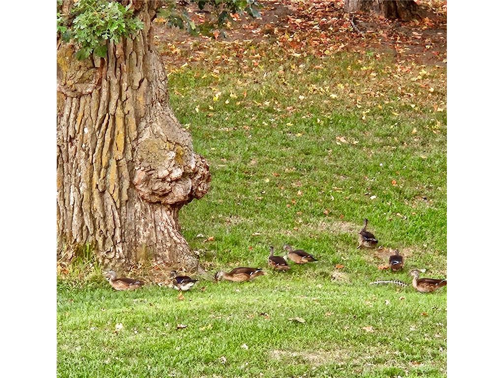 809 60th Avenue SW Rochester MN 55902 - Cascade Creek 7010894 image59