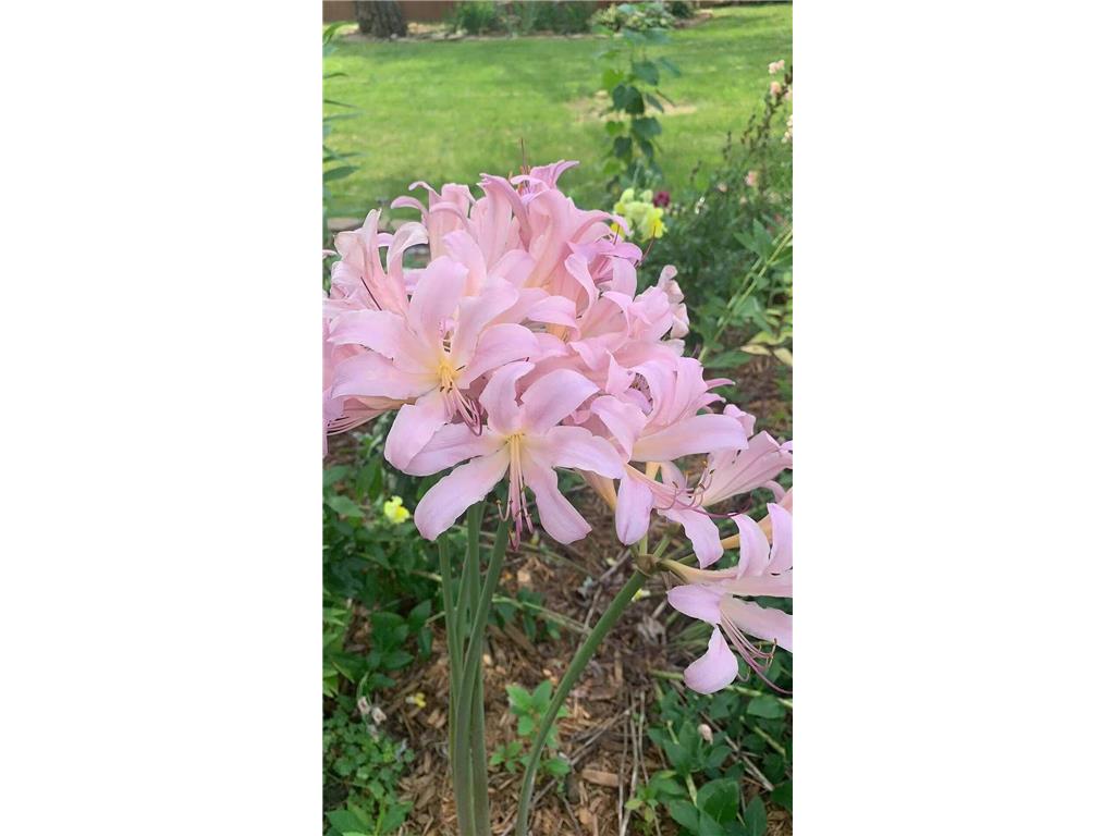 810 5th Street W Hastings MN 55033 7042197 image35