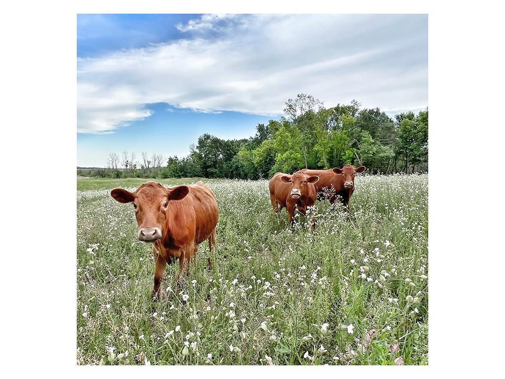 8220 Lake Drive NE Columbus MN 55025 6748532 image12