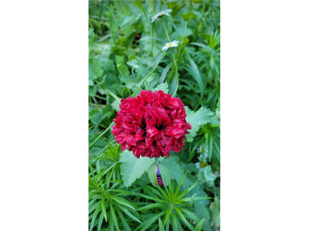 84335 Jack Pine Lane Windemere Twp MN 55783 - Willow River 6818544 image57