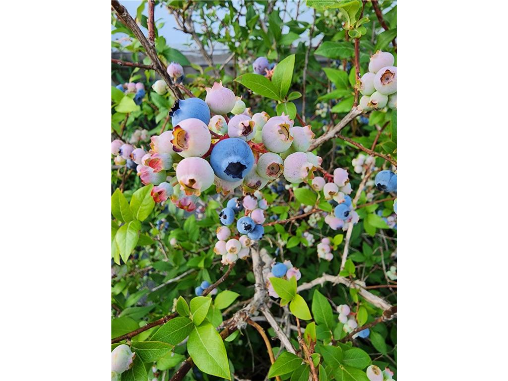 8695 Dosh Lane Saint Mathias Twp MN 56449 6794600 image53