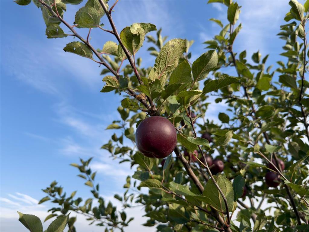 920 Amelia Court NE Montgomery MN 56069 6805688 image19