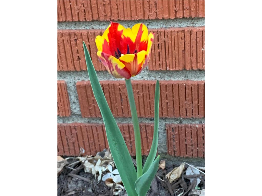 937 Laurel Avenue Saint Paul MN 55104 7014134 image50