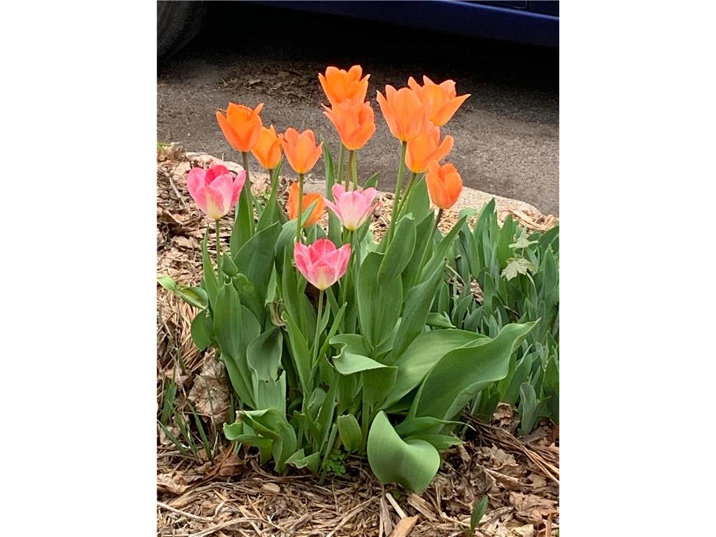 937 Laurel Avenue Saint Paul MN 55104 7014134 image51