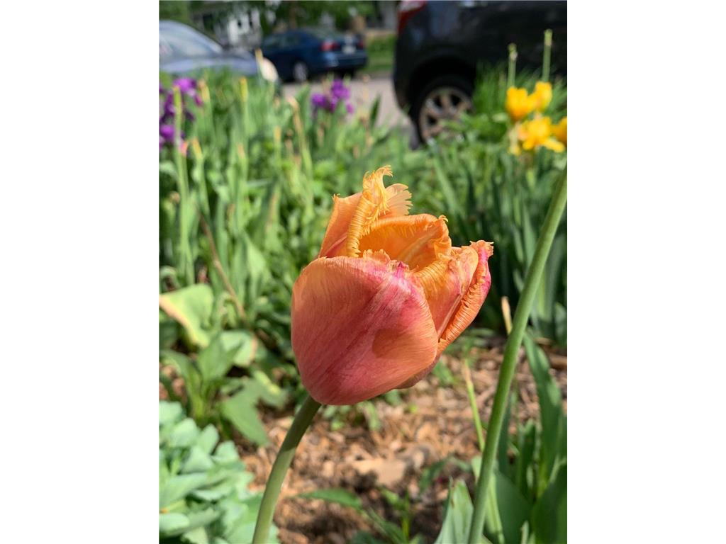 937 Laurel Avenue Saint Paul MN 55104 7014134 image52