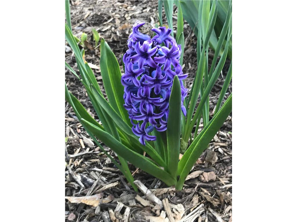 937 Laurel Avenue Saint Paul MN 55104 7014134 image56