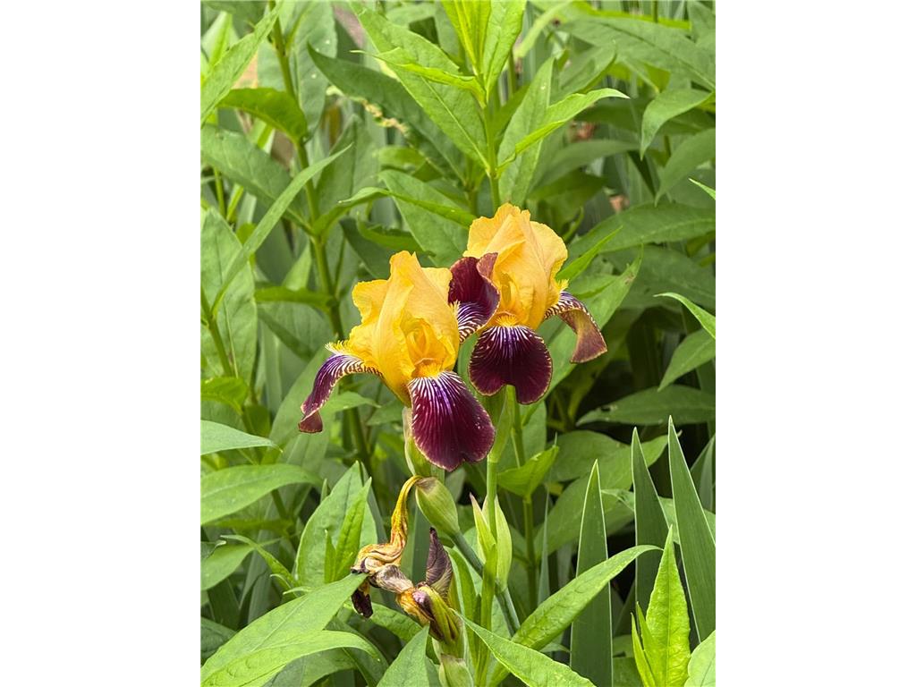 937 Laurel Avenue Saint Paul MN 55104 7014134 image57