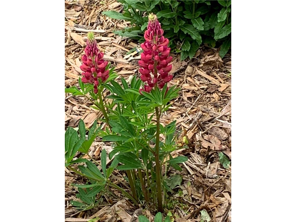 937 Laurel Avenue Saint Paul MN 55104 7014134 image60