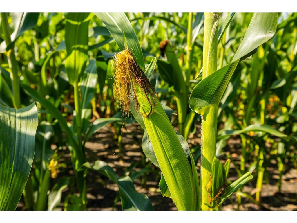 9380 County Road 51 Waconia Twp MN 55322 - Patterson 6769922 image28