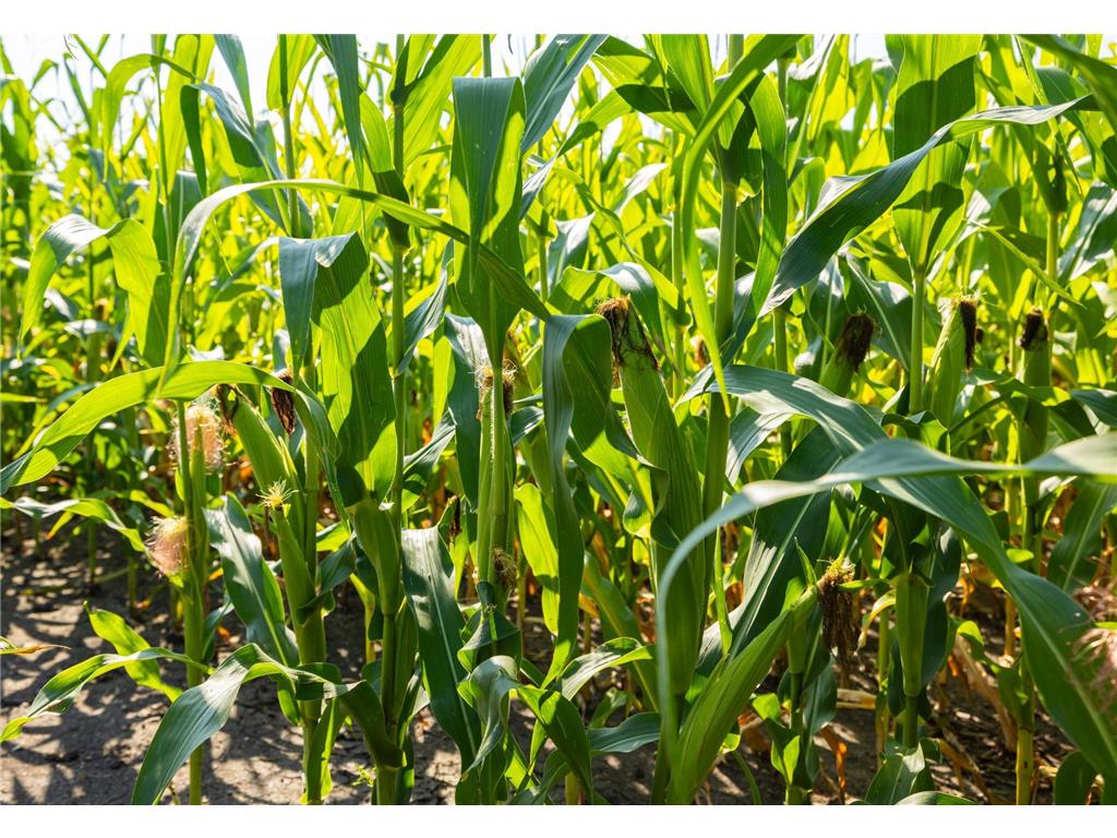 9380 County Road 51 Waconia Twp MN 55322 - Patterson 6769922 image29