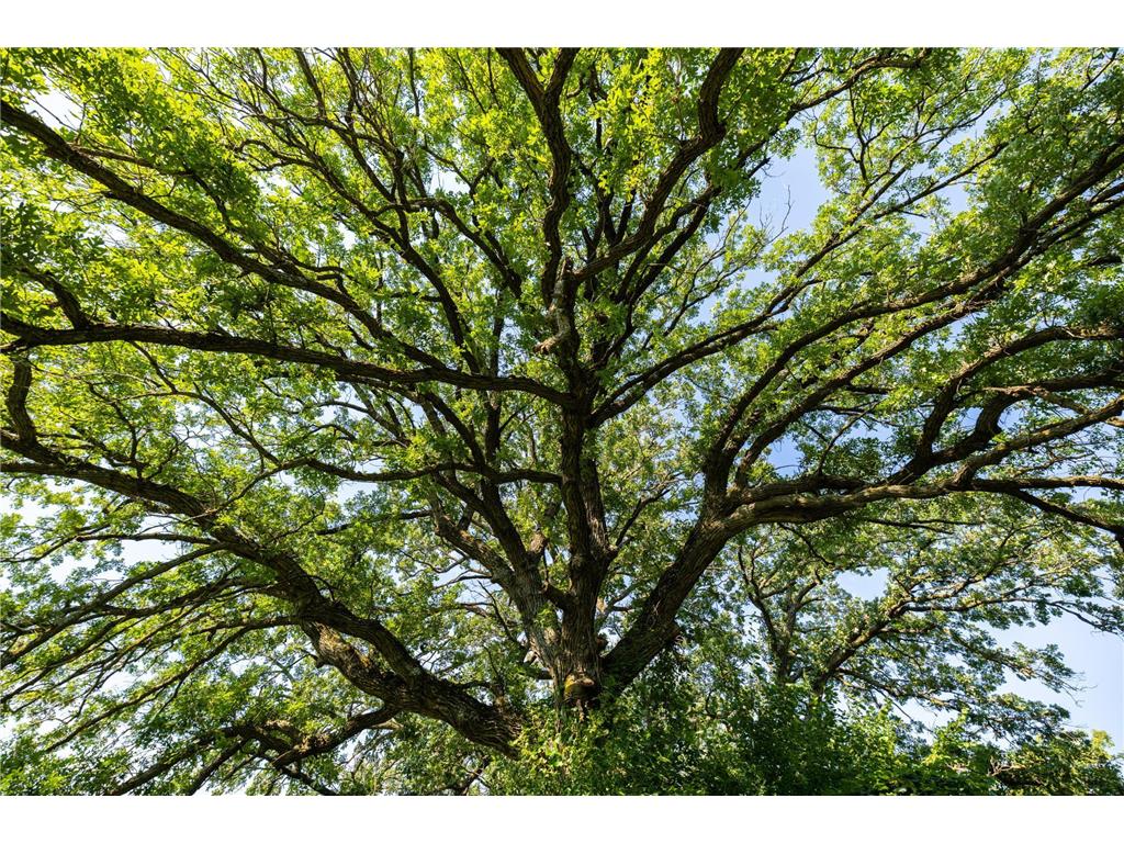 9380 County Road 51 Waconia Twp MN 55322 - Patterson 6769922 image6