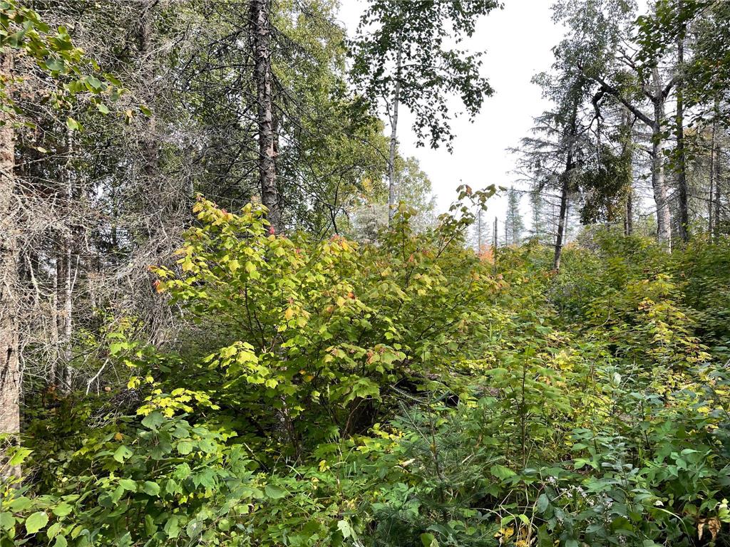 9519 Ccc Trail Isabella MN 55607 7078556 image24