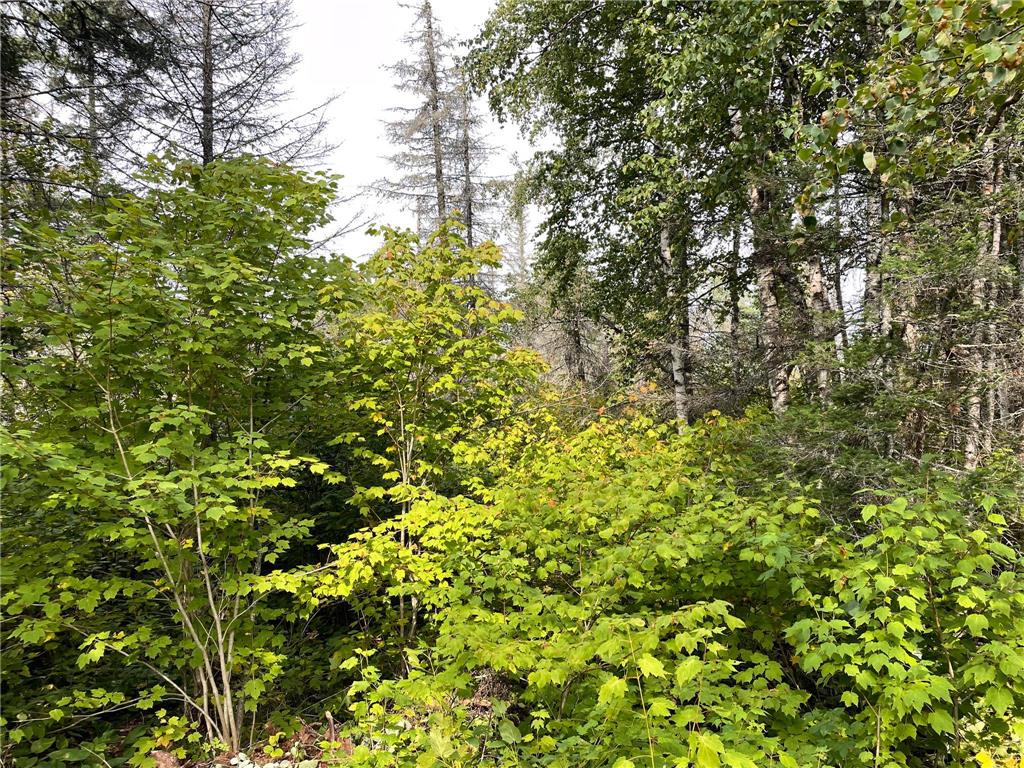 9519 Ccc Trail Isabella MN 55607 7078556 image25