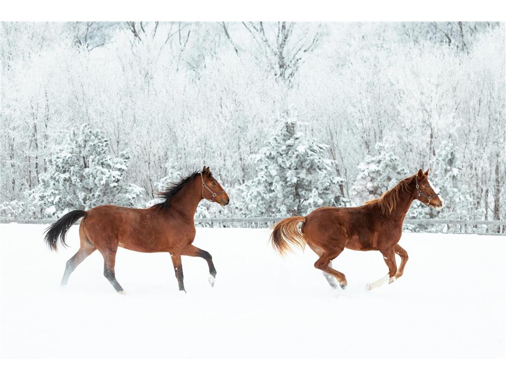 9685 County Road 13 SE Franklin Twp MN 55328 6758558 image107