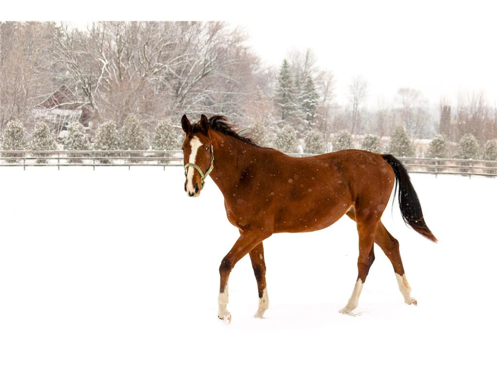 9685 County Road 13 SE Franklin Twp MN 55328 6758558 image123