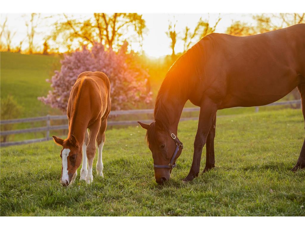 9685 County Road 13 SE Franklin Twp MN 55328 6758558 image128