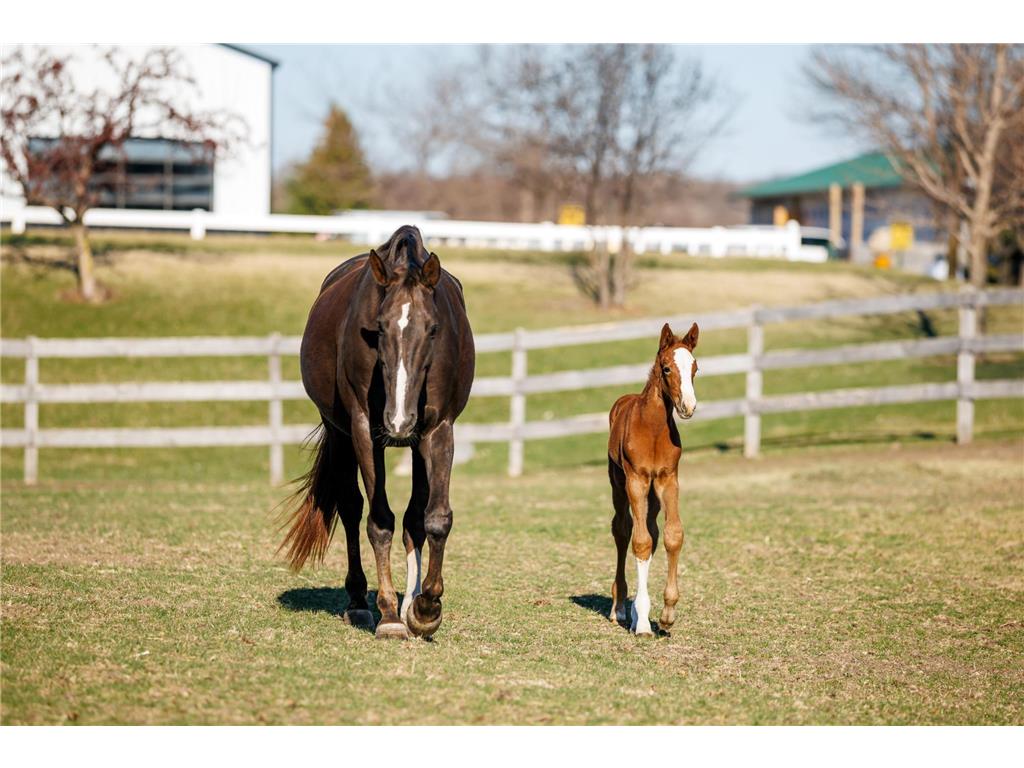 9685 County Road 13 SE Franklin Twp MN 55328 6758558 image141