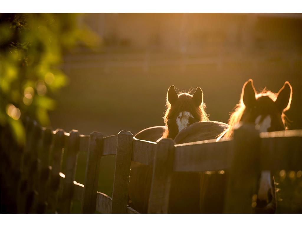 9685 County Road 13 SE Franklin Twp MN 55328 6758558 image149