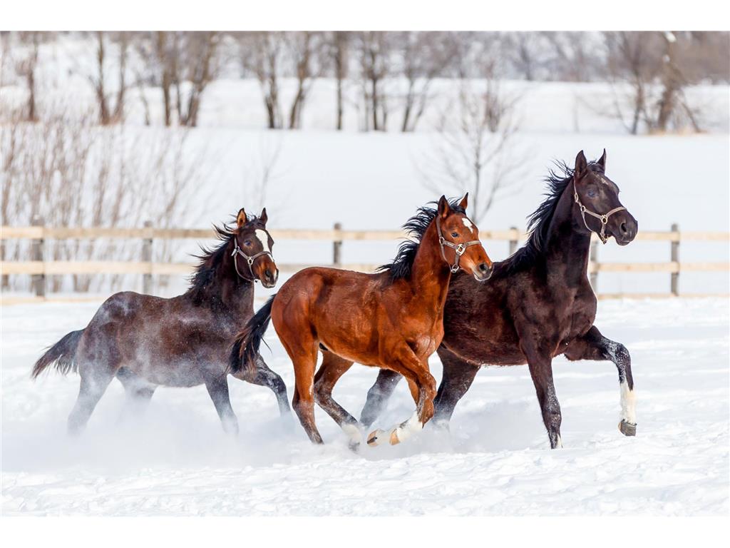 9685 County Road 13 SE Franklin Twp MN 55328 6758558 image167