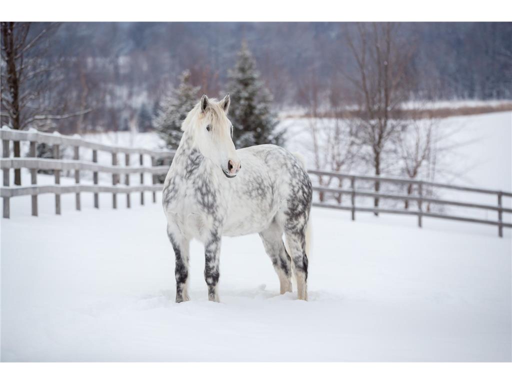 9685 County Road 13 SE Franklin Twp MN 55328 6758558 image186