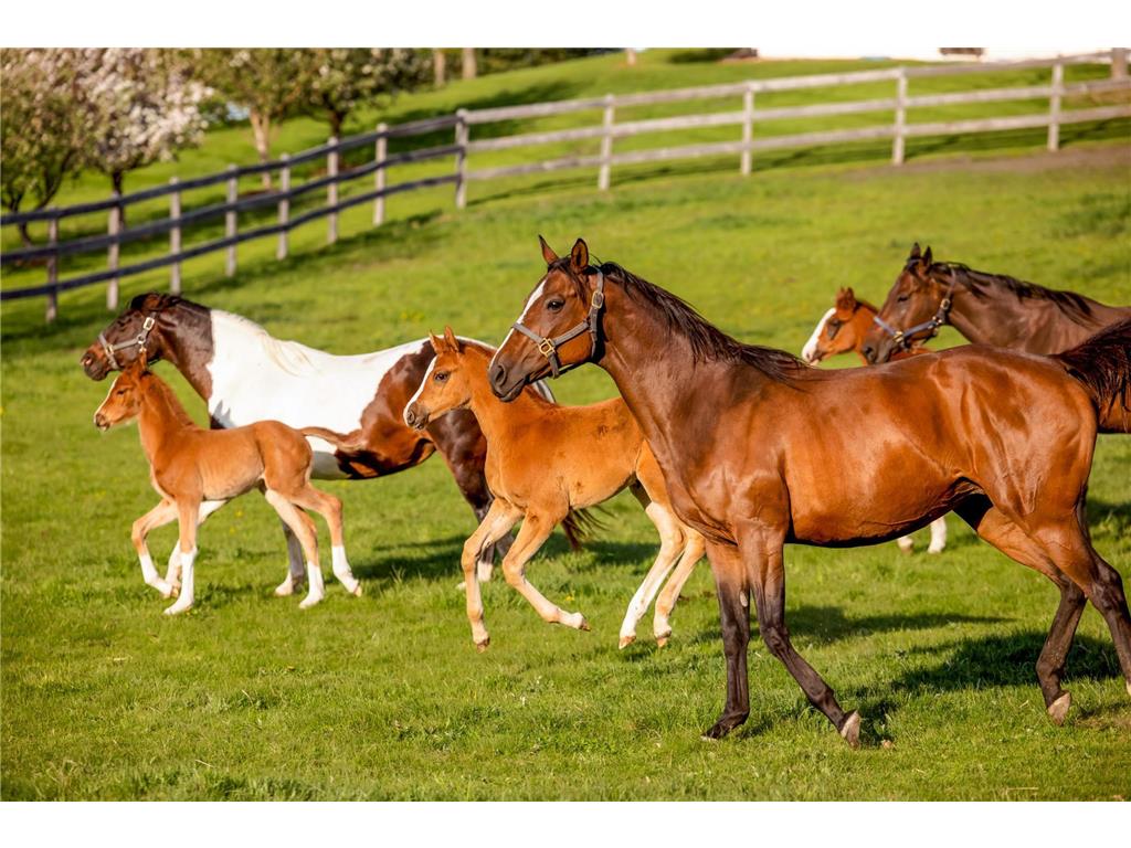 9685 County Road 13 SE Franklin Twp MN 55328 6758558 image19