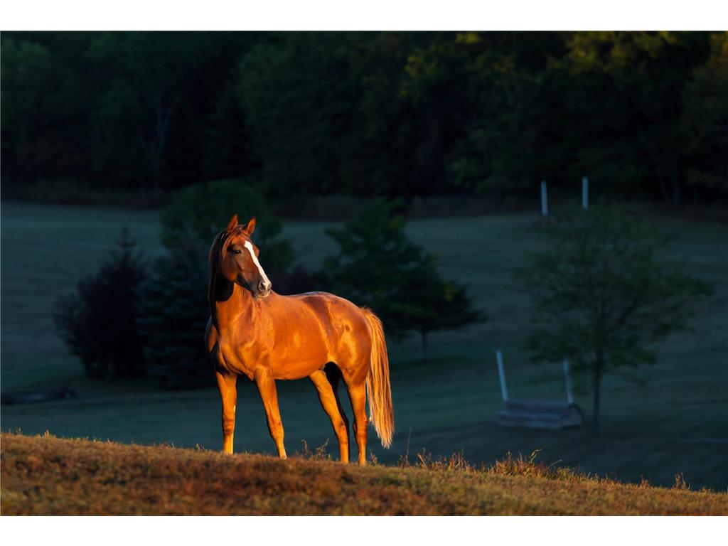 9685 County Road 13 SE Franklin Twp MN 55328 6758558 image30