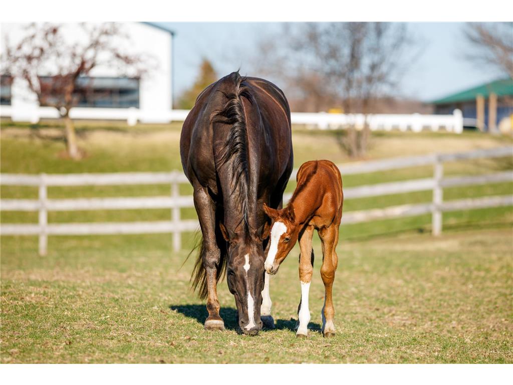 9685 County Road 13 SE Franklin Twp MN 55328 6758558 image34