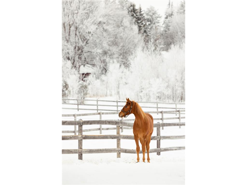 9685 County Road 13 SE Franklin Twp MN 55328 6758558 image69