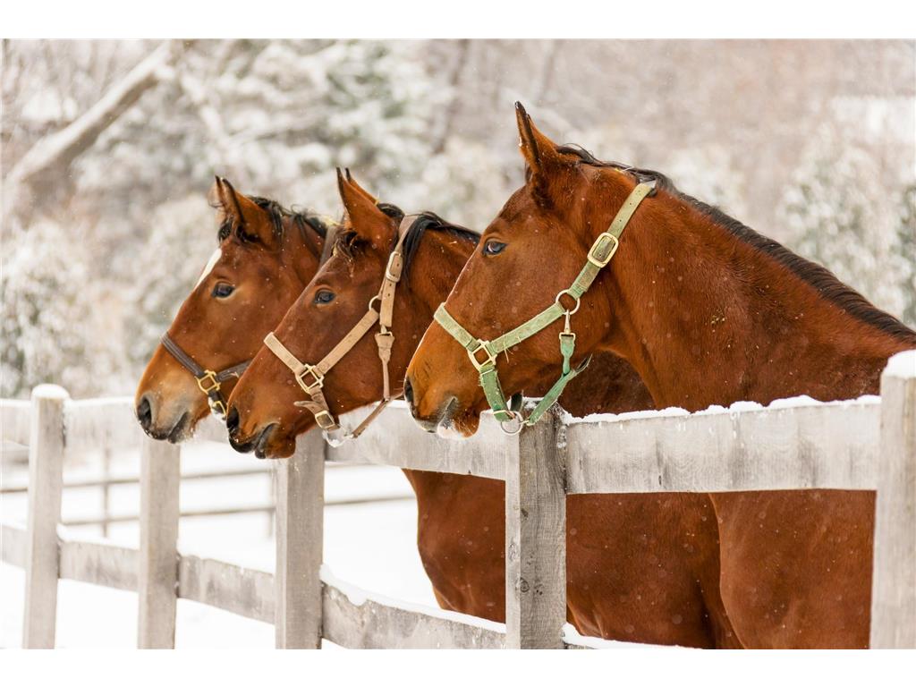 9685 County Road 13 SE Franklin Twp MN 55328 6758558 image8