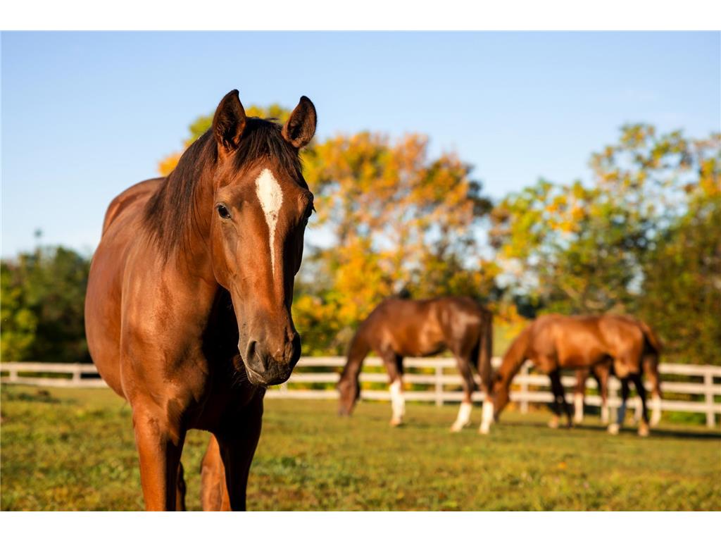 9685 County Road 13 SE Franklin Twp MN 55328 6758558 image90