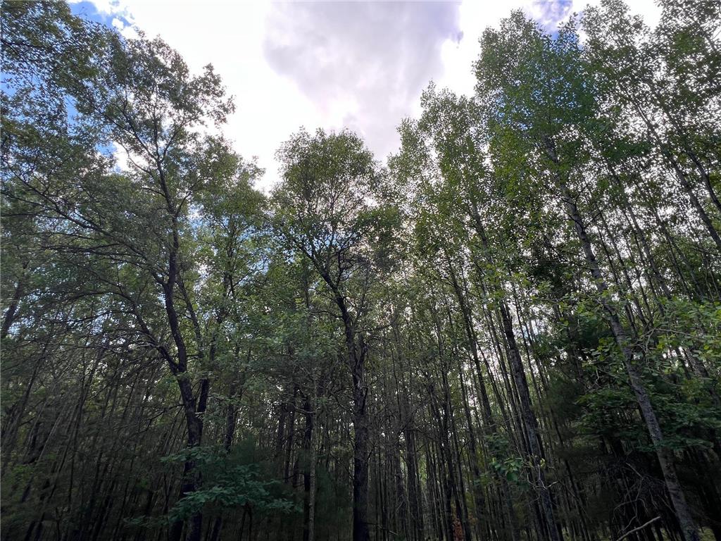 LOT 14 Loon Lake Road Jackson Twp WI 54830 7094467 image6