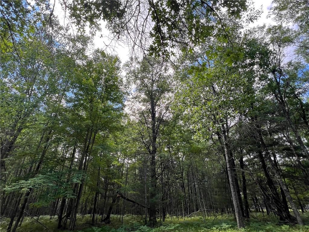 LOT 14 Loon Lake Road Jackson Twp WI 54830 7094467 image7