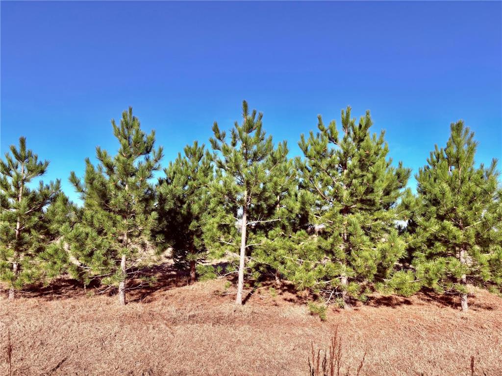 Lot 1 Badger Rd NW Baudette MN 56623 7060498 image14