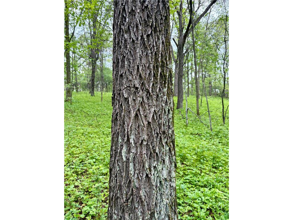 Lot 2 160th Ave Salem Twp WI 54750 7091505 image21