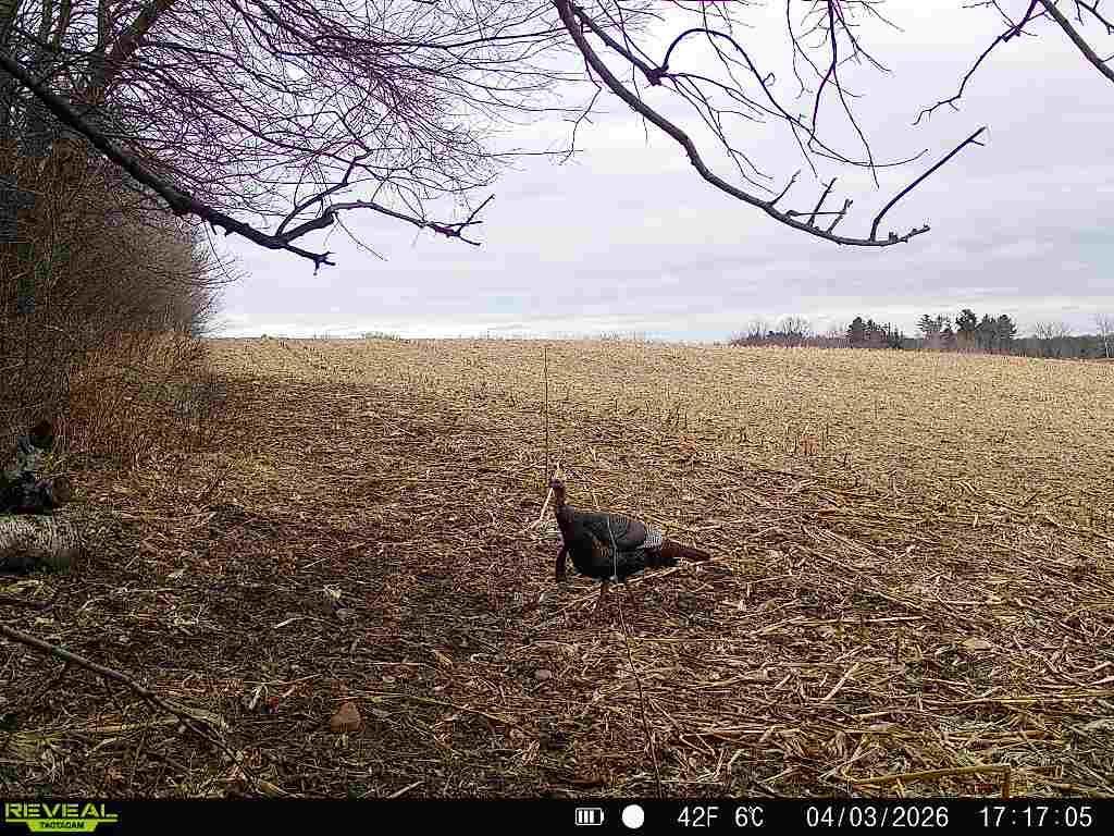 Lot 2 CSM 7522 4th Street Vance Creek Twp WI 54004 7110881 image14