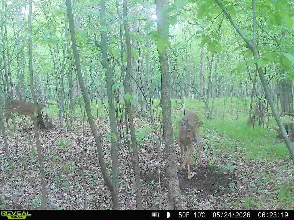 Lot 2 CSM 7522 4th Street Vance Creek Twp WI 54004 7110881 image15