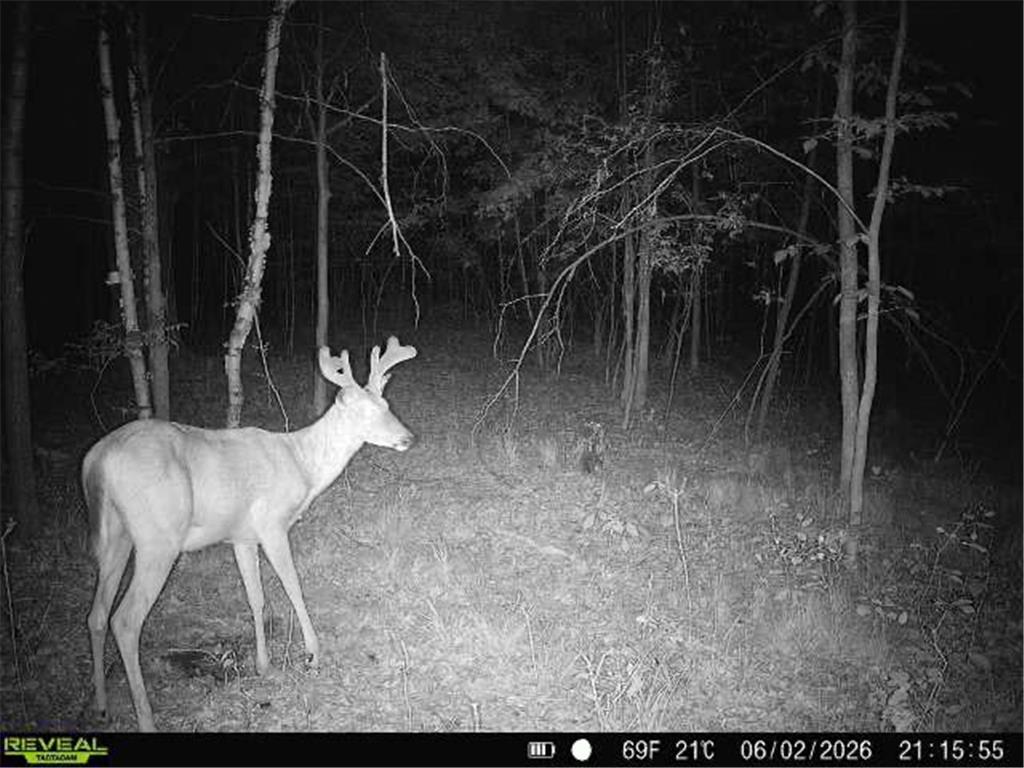 Lot 2 CSM 7522 4th Street Vance Creek Twp WI 54004 7110881 image17