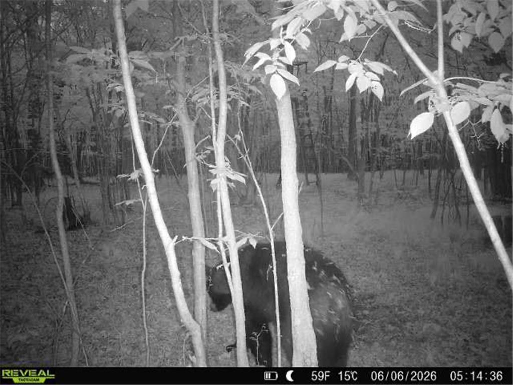 Lot 2 CSM 7522 4th Street Vance Creek Twp WI 54004 7110881 image18