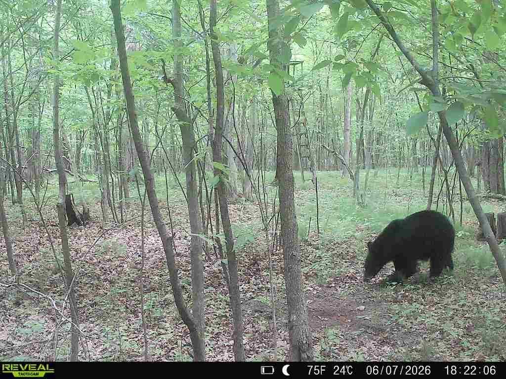 Lot 2 CSM 7522 4th Street Vance Creek Twp WI 54004 7110881 image19