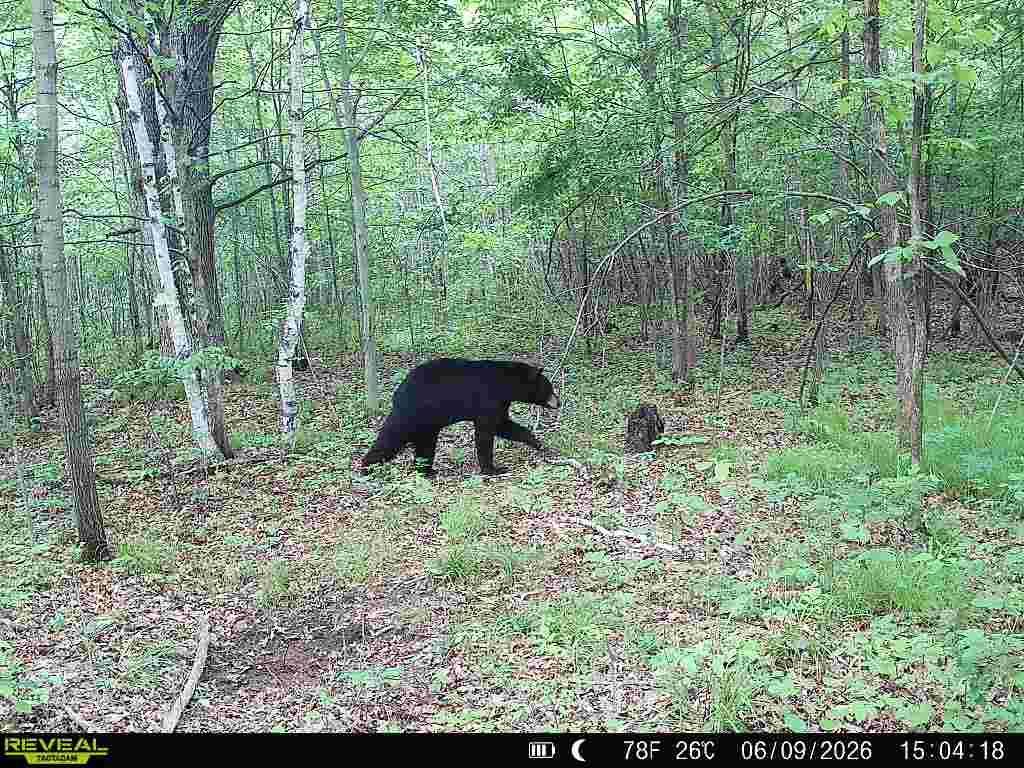 Lot 2 CSM 7522 4th Street Vance Creek Twp WI 54004 7110881 image20
