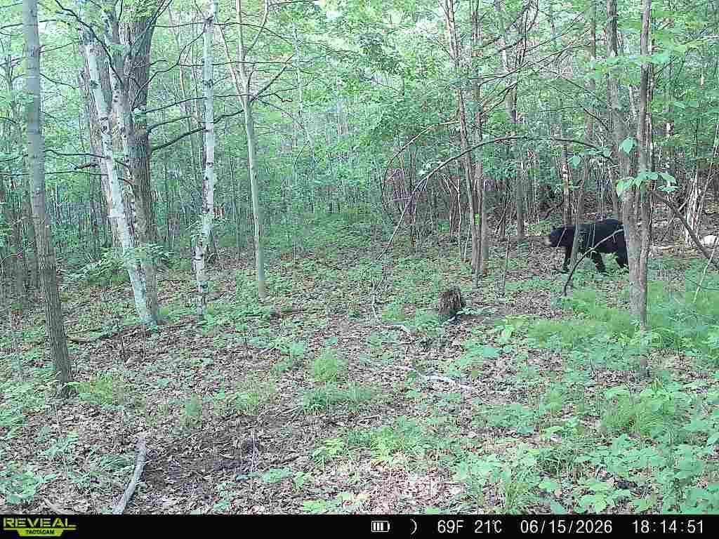 Lot 2 CSM 7522 4th Street Vance Creek Twp WI 54004 7110881 image21