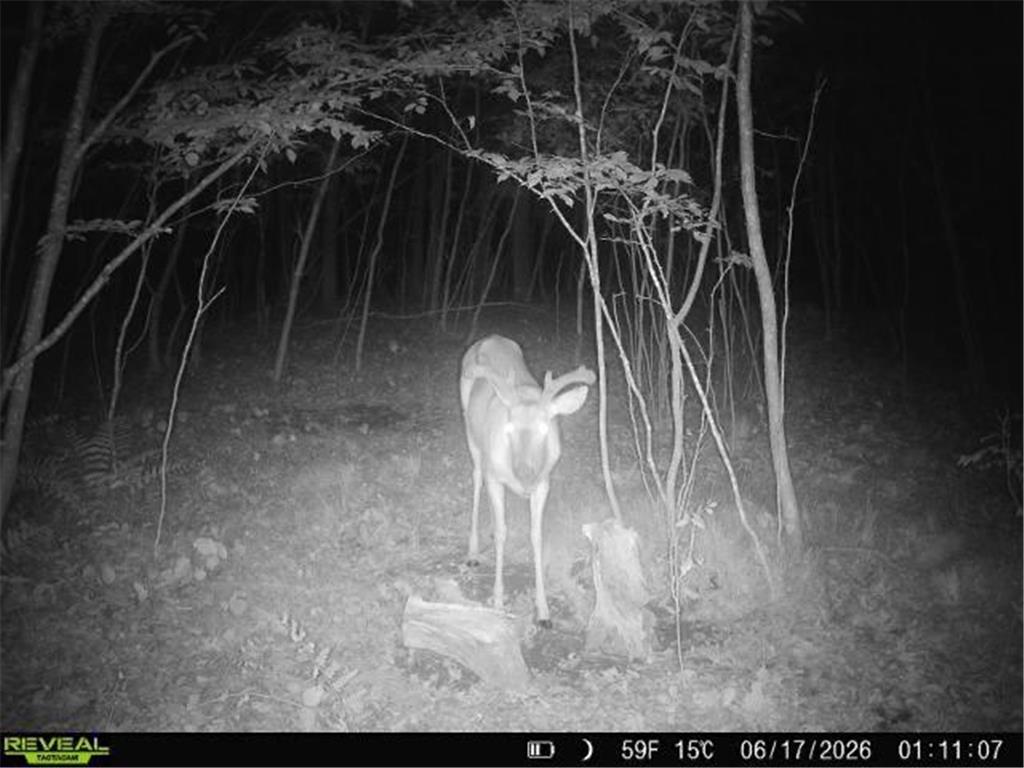 Lot 2 CSM 7522 4th Street Vance Creek Twp WI 54004 7110881 image22