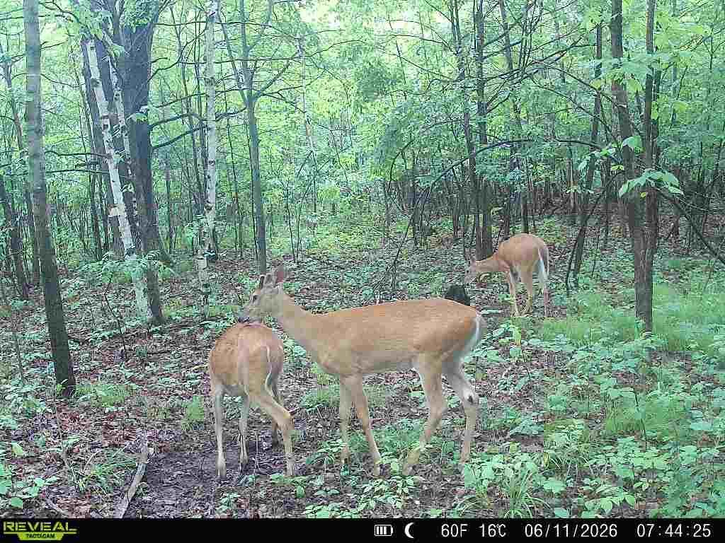 Lot 2 CSM 7522 4th Street Vance Creek Twp WI 54004 7110881 image23
