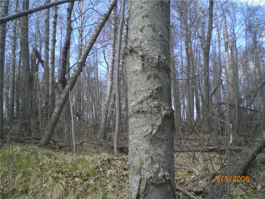 Lot 211 Catskill Circle Breezy Point MN 56472 6731095 image6