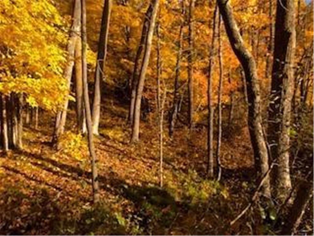 Lot 29 Deer Lake Lane, Meteor Twp, WI, 54835 MLS 6494650 Edina Realty